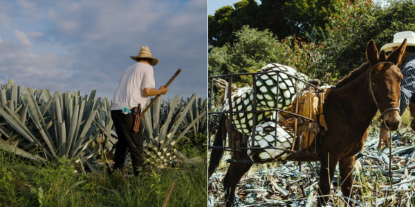 traditional agave harvest