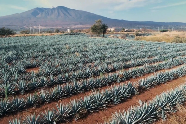 Blue Weber Agave